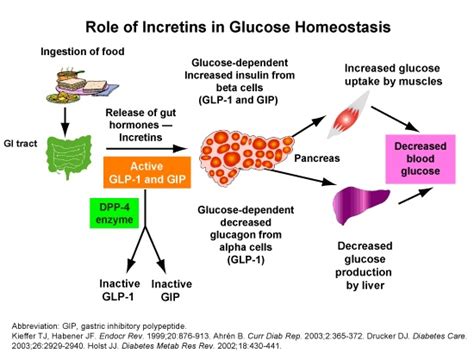 Liraglutide effects on beta‐cell, insulin sensitivity and glucose .